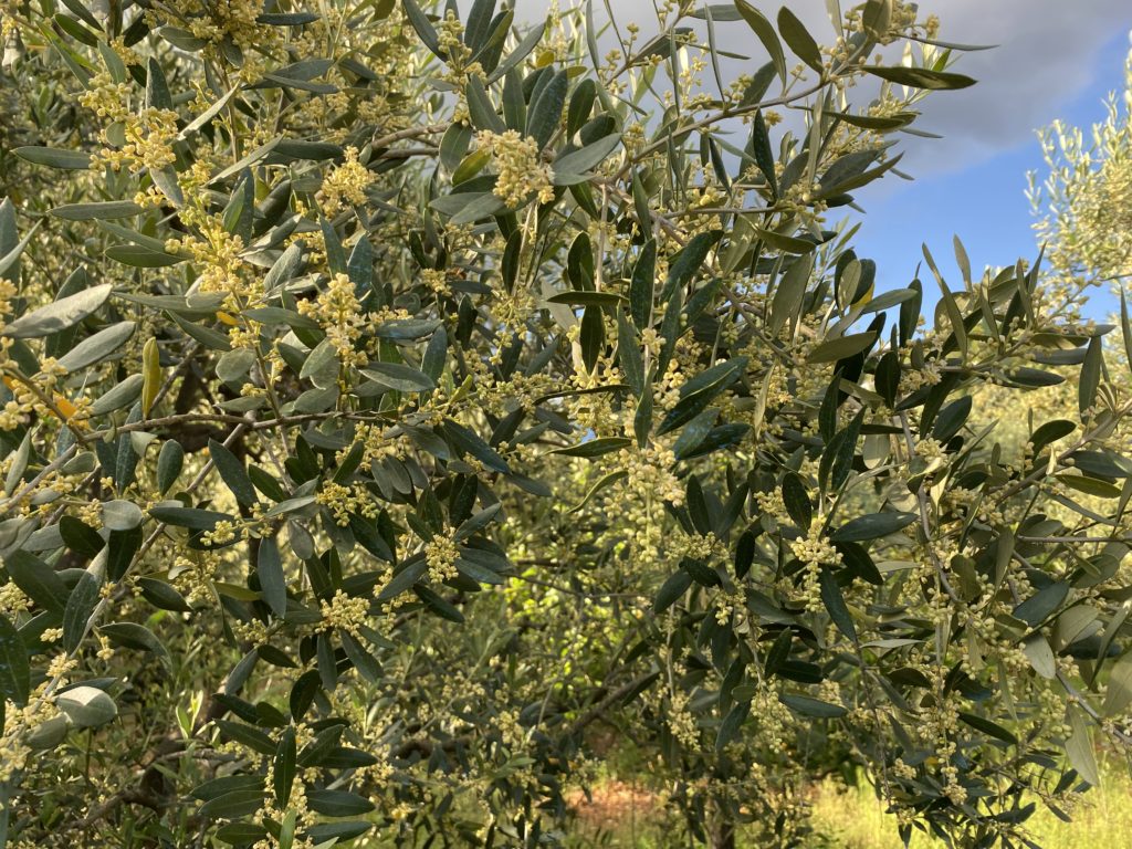 Olive tree. Botanical extract. Nature.